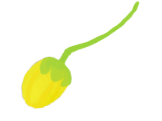 flying-bud-A