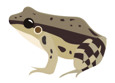 park-frog
