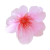 drop-flower-3