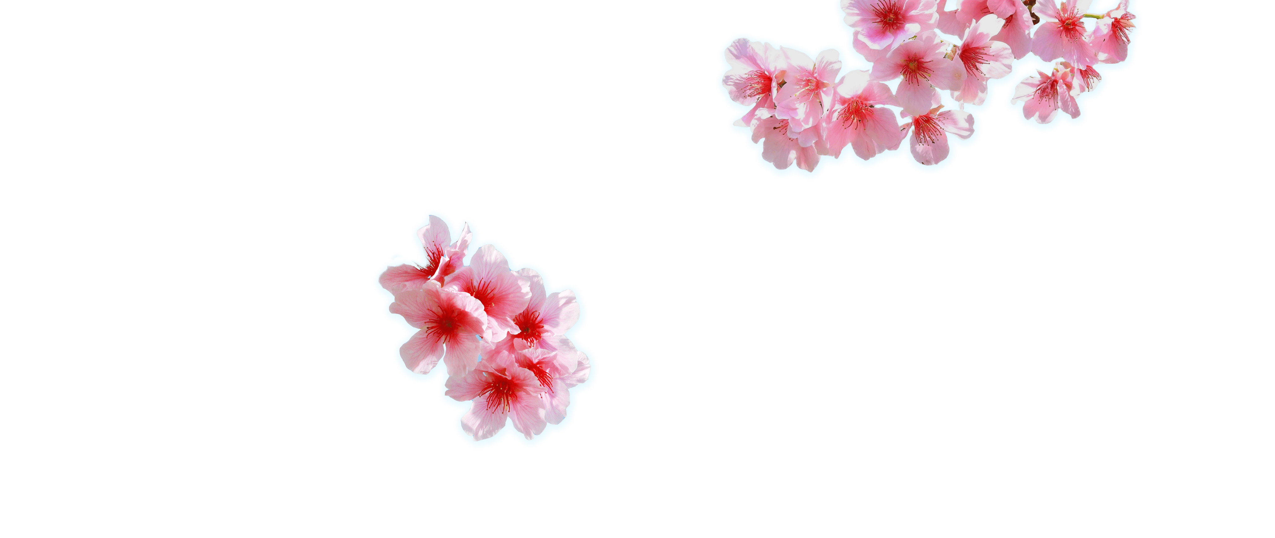 kv-flower
