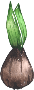 deco-seed